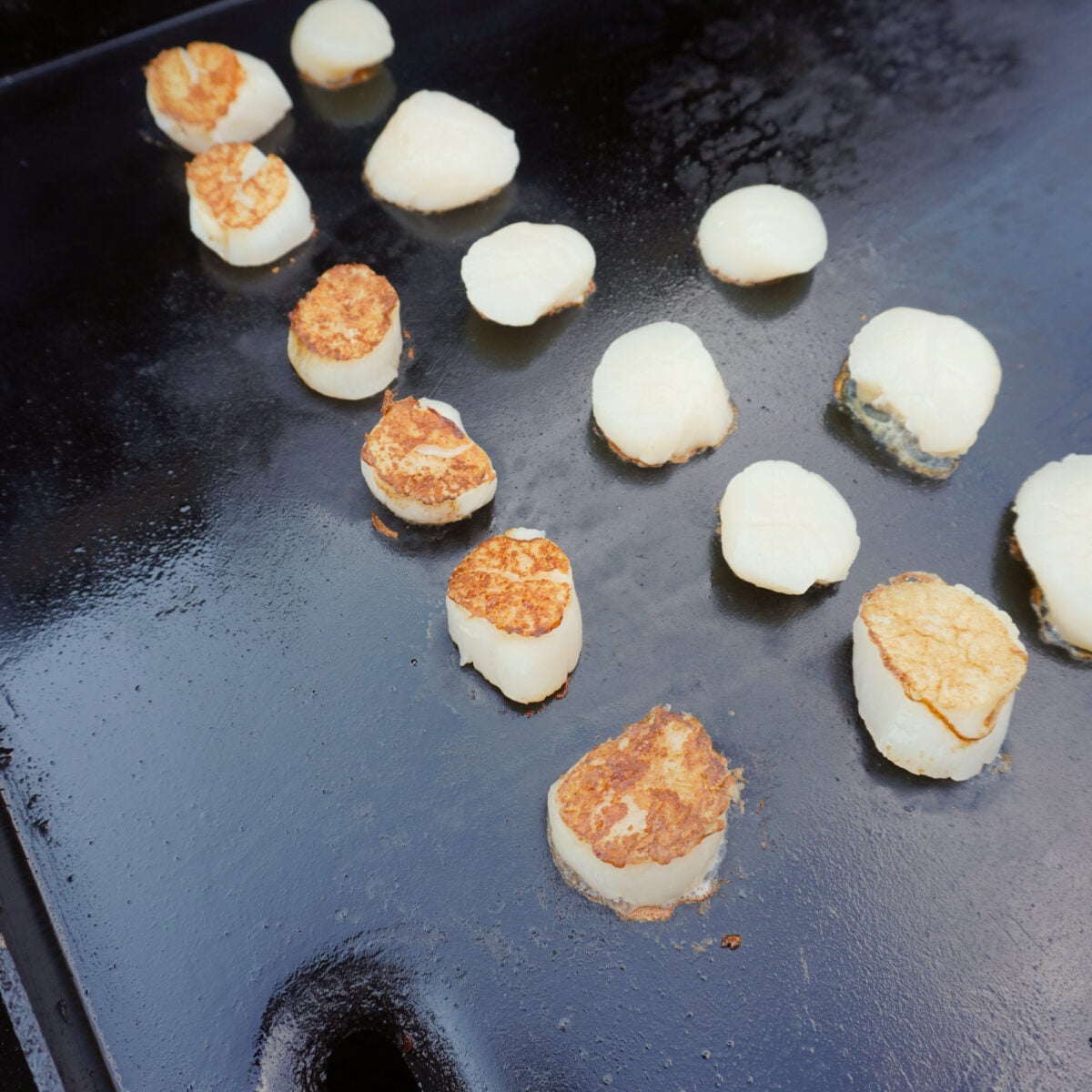 Grilled scallops with seared tops on griddle.